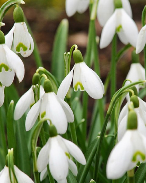 Galanthus nivalis.jpg